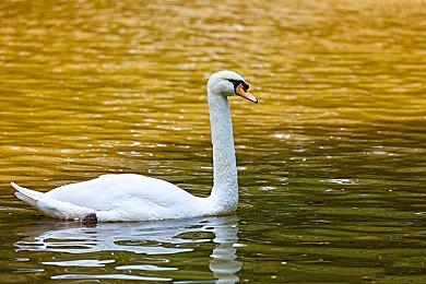 IGN发布《瘟疫传说：安魂曲》8分钟实机演示